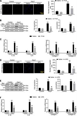 Astragalus Polysaccharide Reduces Blood Pressure, Renal Damage, and Dysfunction Through the TGF-β1-ILK Pathway